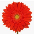 ΖΕΡΜΒΕΡΑ ΚΟΚΚΙΝΗ εισαγ.GERBERA RED EXPLOSION